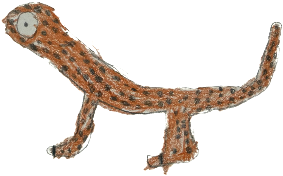 Salamander Salamander